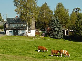 im Tal der Wildbach