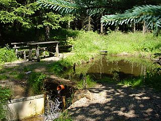 auf der Waldlichtung M�rchenwiese